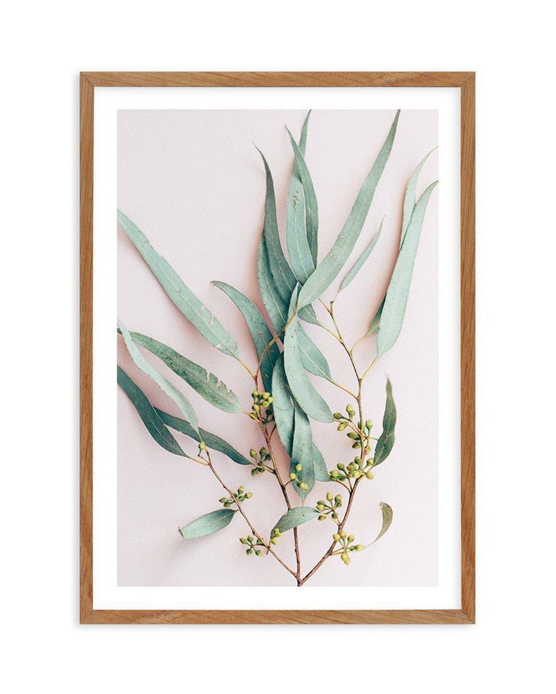 Eucalyptus on Blush Art Print-PRINT-Olive et Oriel-Olive et Oriel-50x70 cm | 19.6" x 27.5"-Walnut-With White Border-Buy-Australian-Art-Prints-Online-with-Olive-et-Oriel-Your-Artwork-Specialists-Austrailia-Decorate-With-Coastal-Photo-Wall-Art-Prints-From-Our-Beach-House-Artwork-Collection-Fine-Poster-and-Framed-Artwork