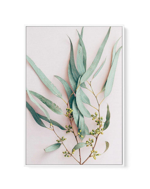 Eucalyptus on Blush | Framed Canvas-CANVAS-You can shop wall art online with Olive et Oriel for everything from abstract art to fun kids wall art. Our beautiful modern art prints and canvas art are available from large canvas prints to wall art paintings and our proudly Australian artwork collection offers only the highest quality framed large wall art and canvas art Australia - You can buy fashion photography prints or Hampton print posters and paintings on canvas from Olive et Oriel and have t