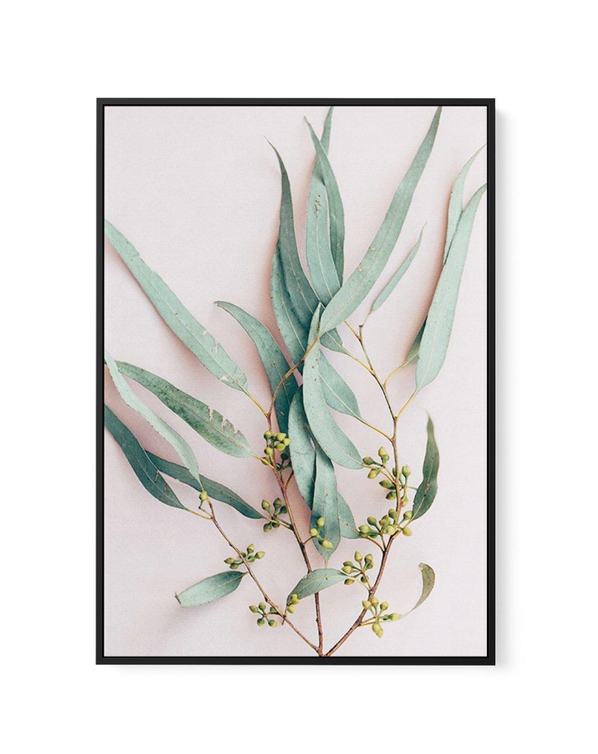 Eucalyptus on Blush | Framed Canvas-CANVAS-You can shop wall art online with Olive et Oriel for everything from abstract art to fun kids wall art. Our beautiful modern art prints and canvas art are available from large canvas prints to wall art paintings and our proudly Australian artwork collection offers only the highest quality framed large wall art and canvas art Australia - You can buy fashion photography prints or Hampton print posters and paintings on canvas from Olive et Oriel and have t