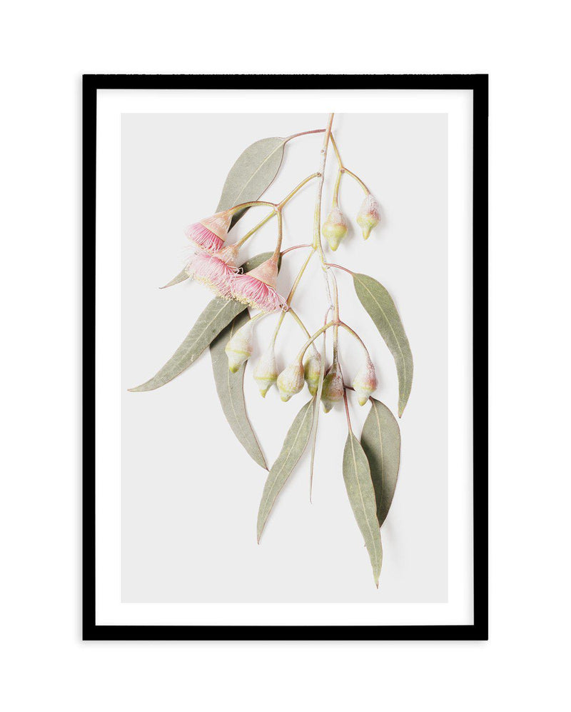 Eucalyptus on Grey Art Print-PRINT-Olive et Oriel-Olive et Oriel-A5 | 5.8" x 8.3" | 14.8 x 21cm-Black-With White Border-Buy-Australian-Art-Prints-Online-with-Olive-et-Oriel-Your-Artwork-Specialists-Austrailia-Decorate-With-Coastal-Photo-Wall-Art-Prints-From-Our-Beach-House-Artwork-Collection-Fine-Poster-and-Framed-Artwork
