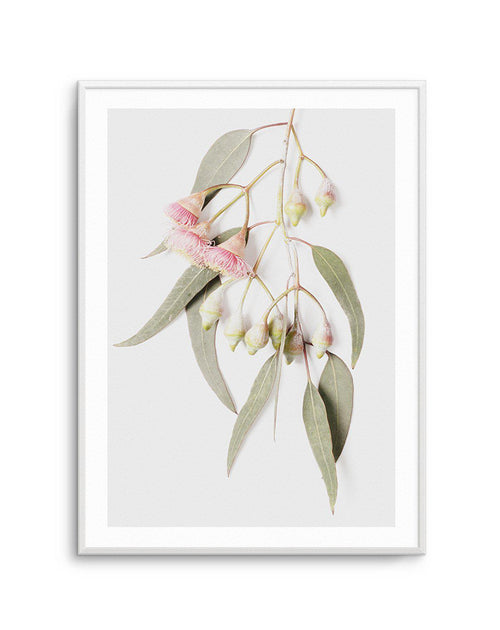 Eucalyptus on Grey Art Print-PRINT-Olive et Oriel-Olive et Oriel-A5 | 5.8" x 8.3" | 14.8 x 21cm-Unframed Art Print-With White Border-Buy-Australian-Art-Prints-Online-with-Olive-et-Oriel-Your-Artwork-Specialists-Austrailia-Decorate-With-Coastal-Photo-Wall-Art-Prints-From-Our-Beach-House-Artwork-Collection-Fine-Poster-and-Framed-Artwork