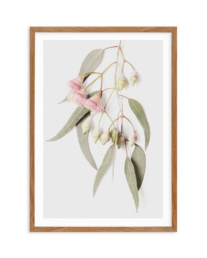 Eucalyptus on Grey Art Print-PRINT-Olive et Oriel-Olive et Oriel-50x70 cm | 19.6" x 27.5"-Walnut-With White Border-Buy-Australian-Art-Prints-Online-with-Olive-et-Oriel-Your-Artwork-Specialists-Austrailia-Decorate-With-Coastal-Photo-Wall-Art-Prints-From-Our-Beach-House-Artwork-Collection-Fine-Poster-and-Framed-Artwork
