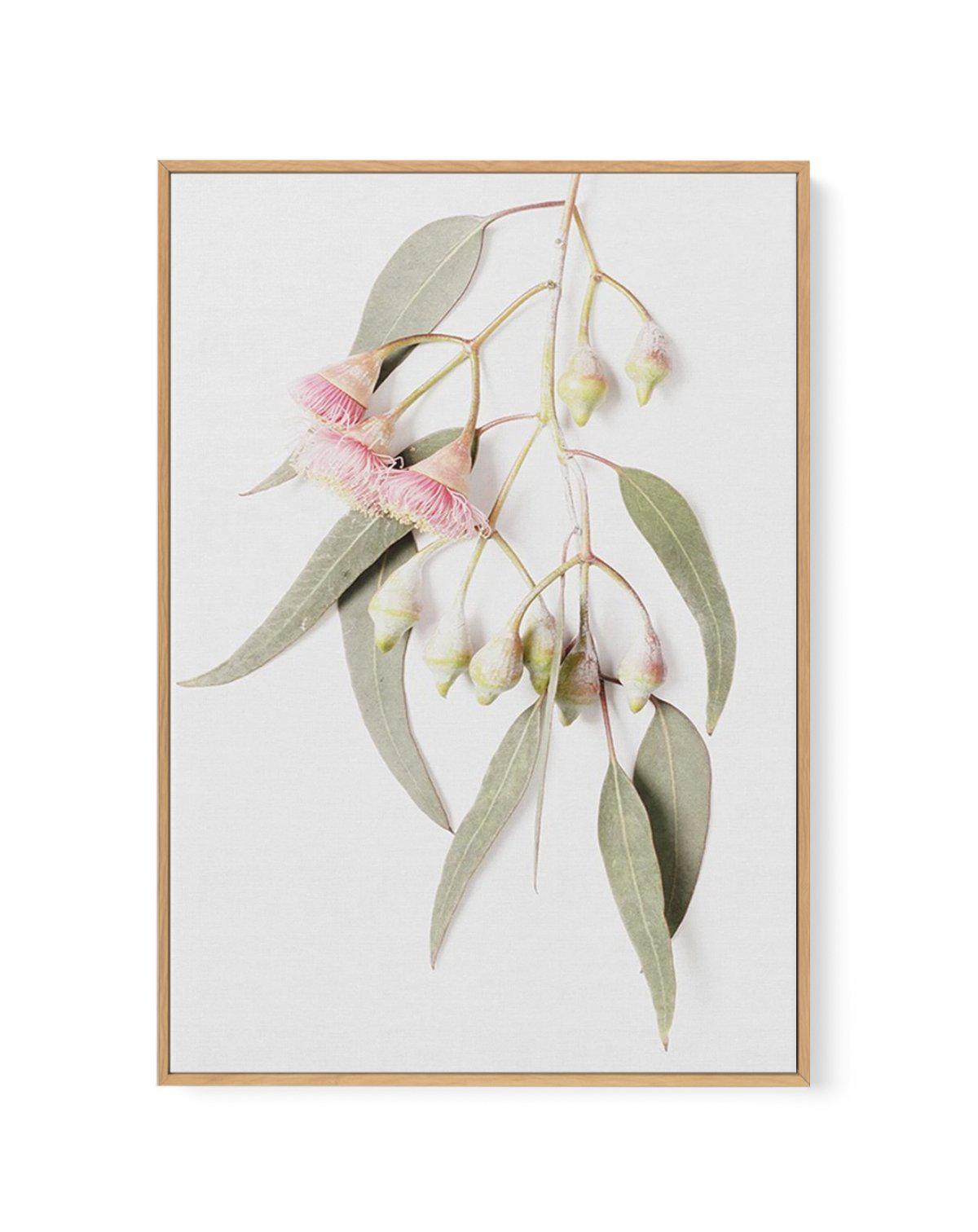 Eucalyptus on Grey | Framed Canvas-CANVAS-You can shop wall art online with Olive et Oriel for everything from abstract art to fun kids wall art. Our beautiful modern art prints and canvas art are available from large canvas prints to wall art paintings and our proudly Australian artwork collection offers only the highest quality framed large wall art and canvas art Australia - You can buy fashion photography prints or Hampton print posters and paintings on canvas from Olive et Oriel and have th