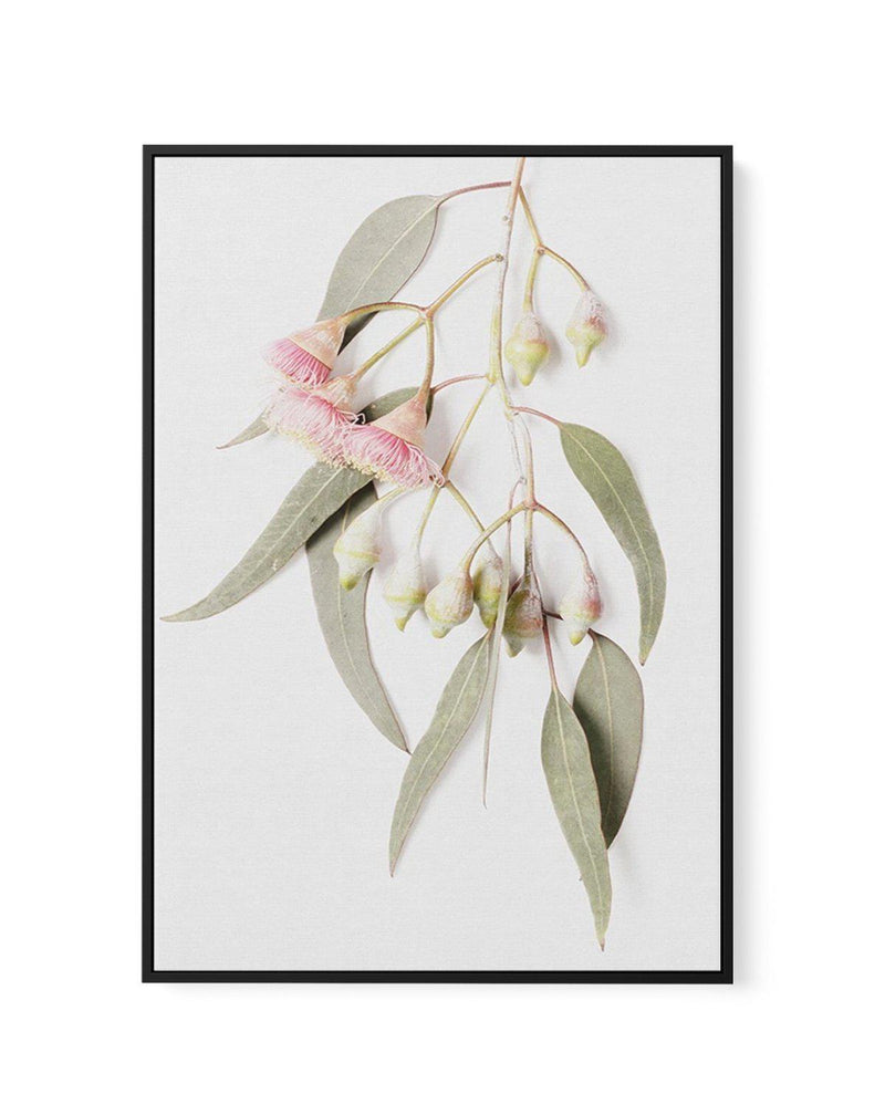 Eucalyptus on Grey | Framed Canvas-CANVAS-You can shop wall art online with Olive et Oriel for everything from abstract art to fun kids wall art. Our beautiful modern art prints and canvas art are available from large canvas prints to wall art paintings and our proudly Australian artwork collection offers only the highest quality framed large wall art and canvas art Australia - You can buy fashion photography prints or Hampton print posters and paintings on canvas from Olive et Oriel and have th