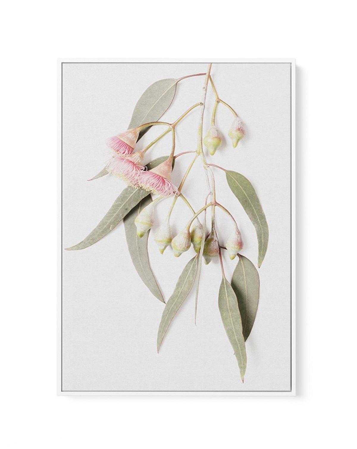 Eucalyptus on Grey | Framed Canvas-CANVAS-You can shop wall art online with Olive et Oriel for everything from abstract art to fun kids wall art. Our beautiful modern art prints and canvas art are available from large canvas prints to wall art paintings and our proudly Australian artwork collection offers only the highest quality framed large wall art and canvas art Australia - You can buy fashion photography prints or Hampton print posters and paintings on canvas from Olive et Oriel and have th