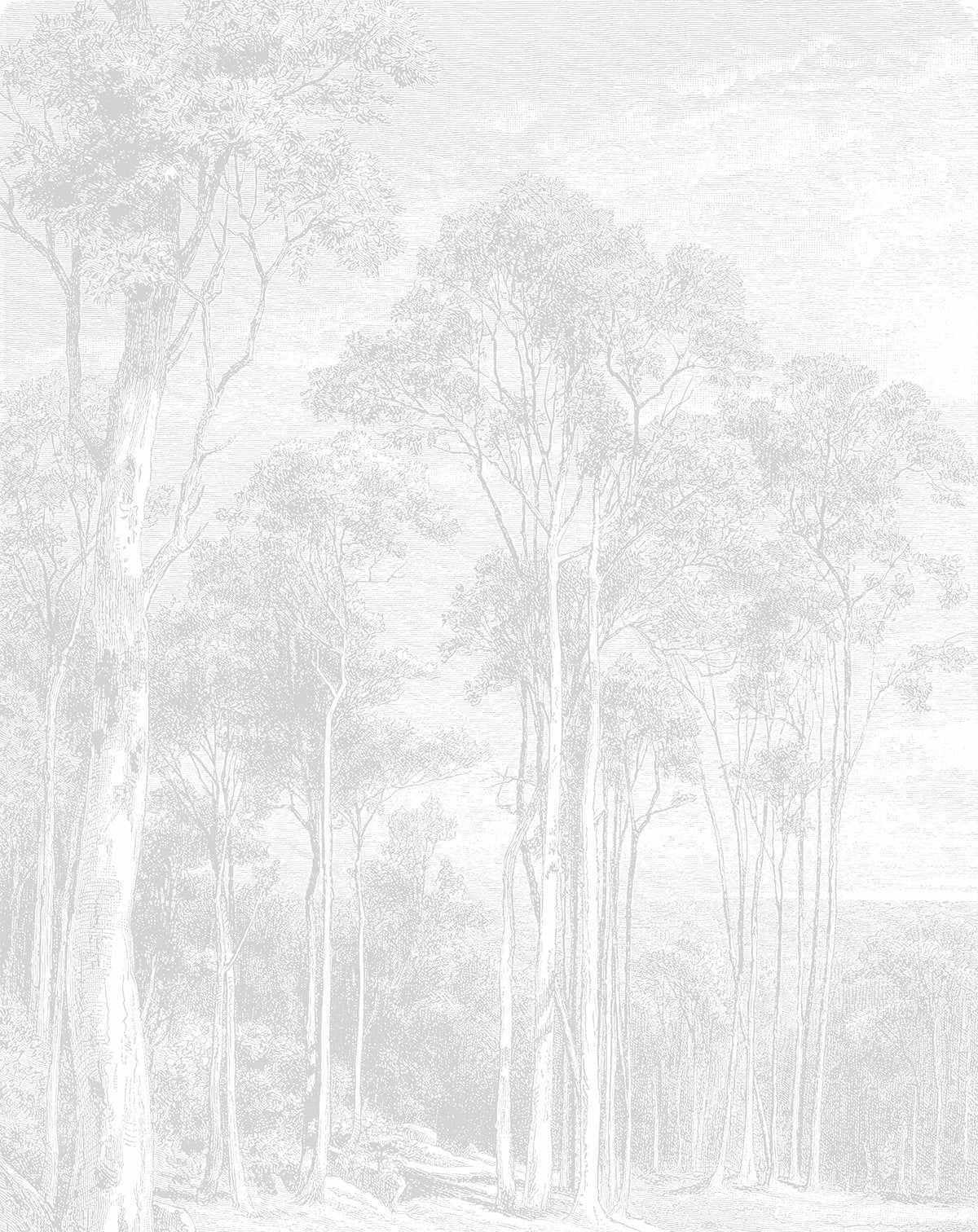 Eucalyptus Trees Wallpaper Mural - Olive et Oriel