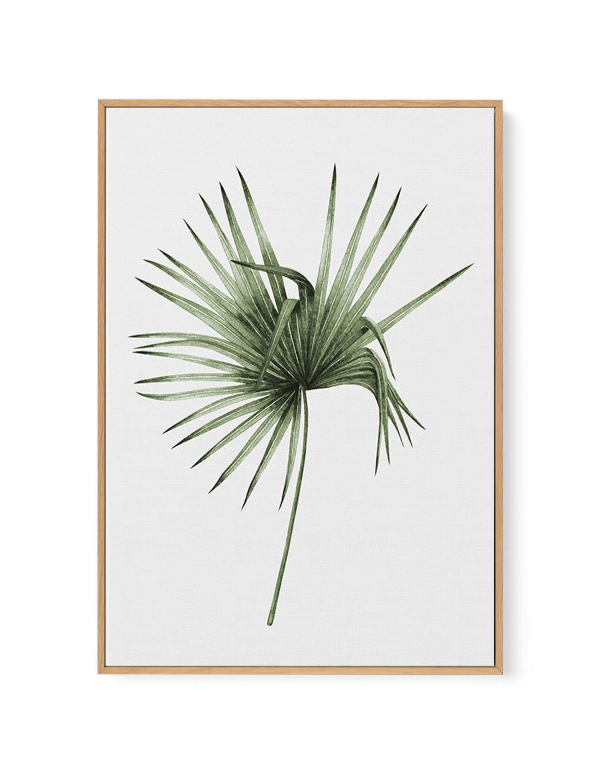 Fan Palm III | Framed Canvas-CANVAS-You can shop wall art online with Olive et Oriel for everything from abstract art to fun kids wall art. Our beautiful modern art prints and canvas art are available from large canvas prints to wall art paintings and our proudly Australian artwork collection offers only the highest quality framed large wall art and canvas art Australia - You can buy fashion photography prints or Hampton print posters and paintings on canvas from Olive et Oriel and have them del