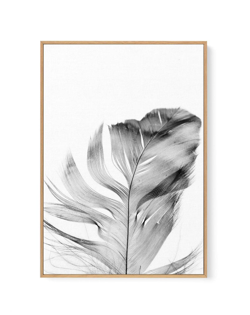 Feather | Grey | Framed Canvas-CANVAS-You can shop wall art online with Olive et Oriel for everything from abstract art to fun kids wall art. Our beautiful modern art prints and canvas art are available from large canvas prints to wall art paintings and our proudly Australian artwork collection offers only the highest quality framed large wall art and canvas art Australia - You can buy fashion photography prints or Hampton print posters and paintings on canvas from Olive et Oriel and have them d