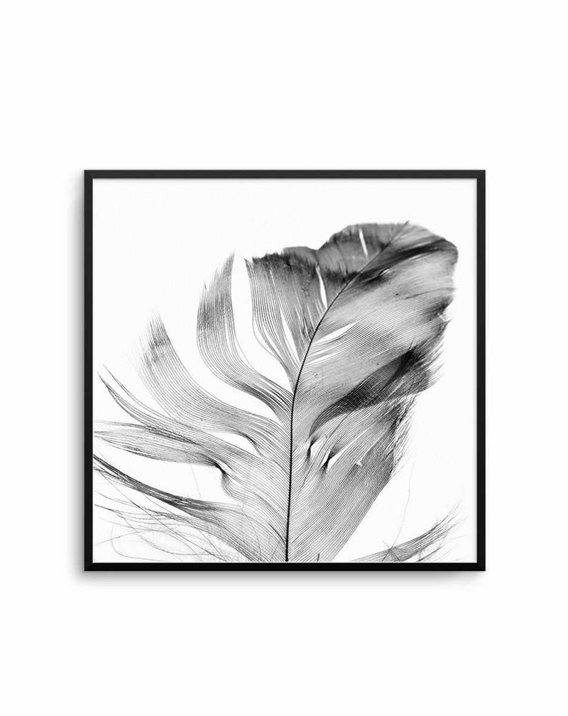 Feather Grey SQ Art Print-PRINT-Olive et Oriel-Olive et Oriel-70x70 cm | 27.5" x 27.5"-Black-With White Border-Buy-Australian-Art-Prints-Online-with-Olive-et-Oriel-Your-Artwork-Specialists-Austrailia-Decorate-With-Coastal-Photo-Wall-Art-Prints-From-Our-Beach-House-Artwork-Collection-Fine-Poster-and-Framed-Artwork