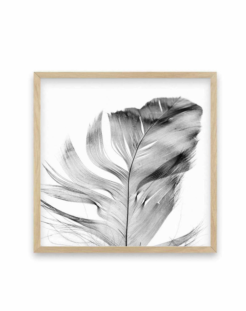 Feather Grey SQ Art Print-PRINT-Olive et Oriel-Olive et Oriel-70x70 cm | 27.5" x 27.5"-Oak-With White Border-Buy-Australian-Art-Prints-Online-with-Olive-et-Oriel-Your-Artwork-Specialists-Austrailia-Decorate-With-Coastal-Photo-Wall-Art-Prints-From-Our-Beach-House-Artwork-Collection-Fine-Poster-and-Framed-Artwork