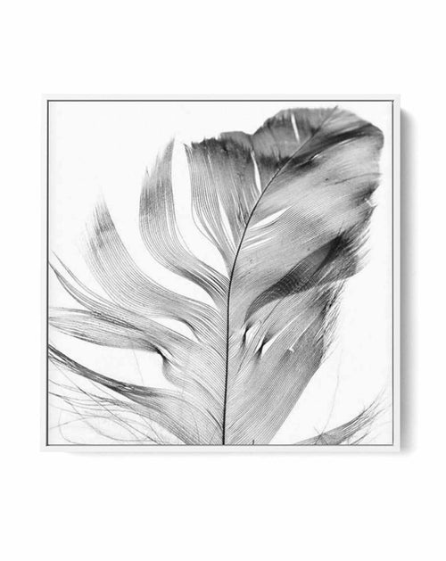 Feather Grey SQ | Framed Canvas-CANVAS-You can shop wall art online with Olive et Oriel for everything from abstract art to fun kids wall art. Our beautiful modern art prints and canvas art are available from large canvas prints to wall art paintings and our proudly Australian artwork collection offers only the highest quality framed large wall art and canvas art Australia - You can buy fashion photography prints or Hampton print posters and paintings on canvas from Olive et Oriel and have them 