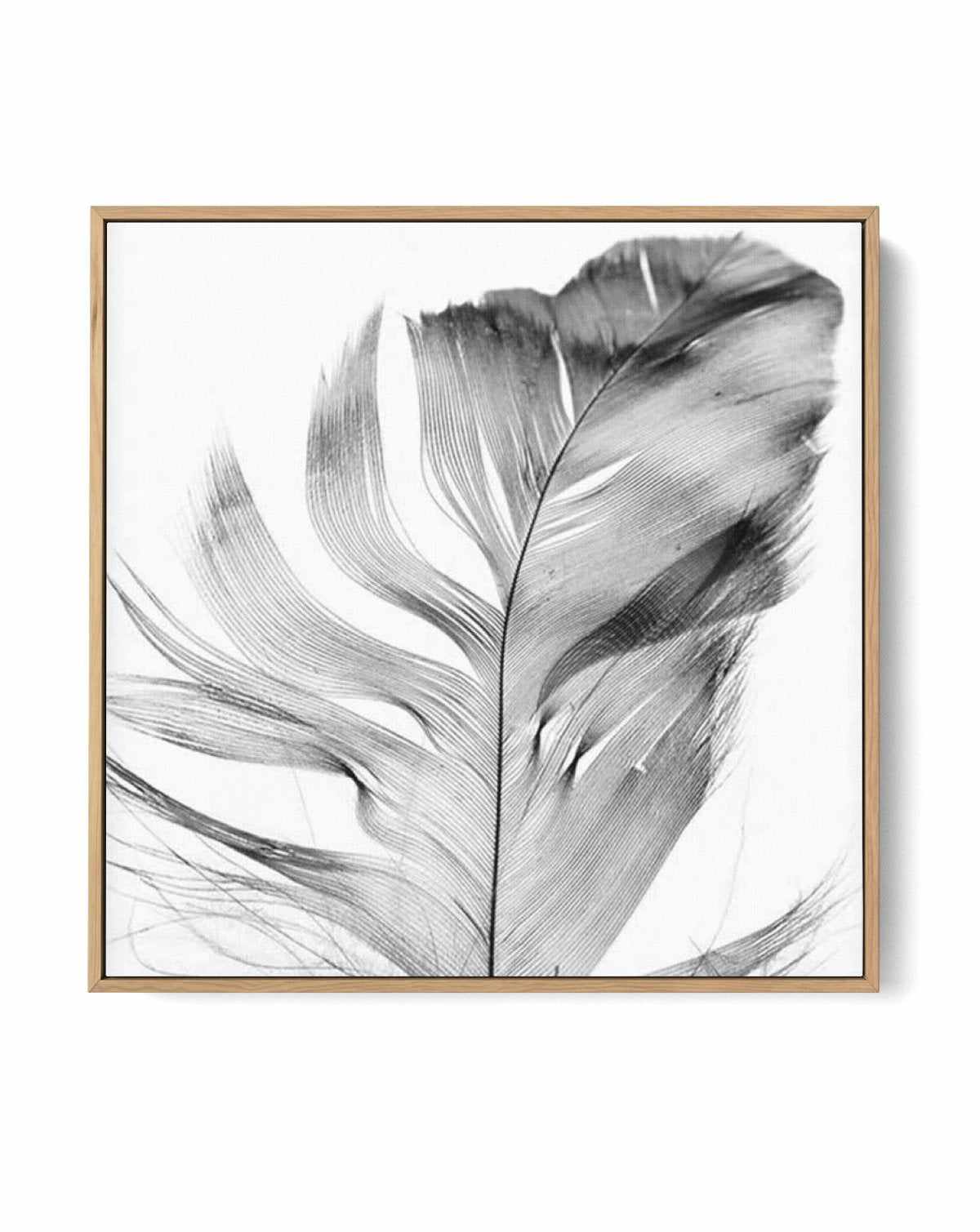 Feather Grey SQ | Framed Canvas-CANVAS-You can shop wall art online with Olive et Oriel for everything from abstract art to fun kids wall art. Our beautiful modern art prints and canvas art are available from large canvas prints to wall art paintings and our proudly Australian artwork collection offers only the highest quality framed large wall art and canvas art Australia - You can buy fashion photography prints or Hampton print posters and paintings on canvas from Olive et Oriel and have them 