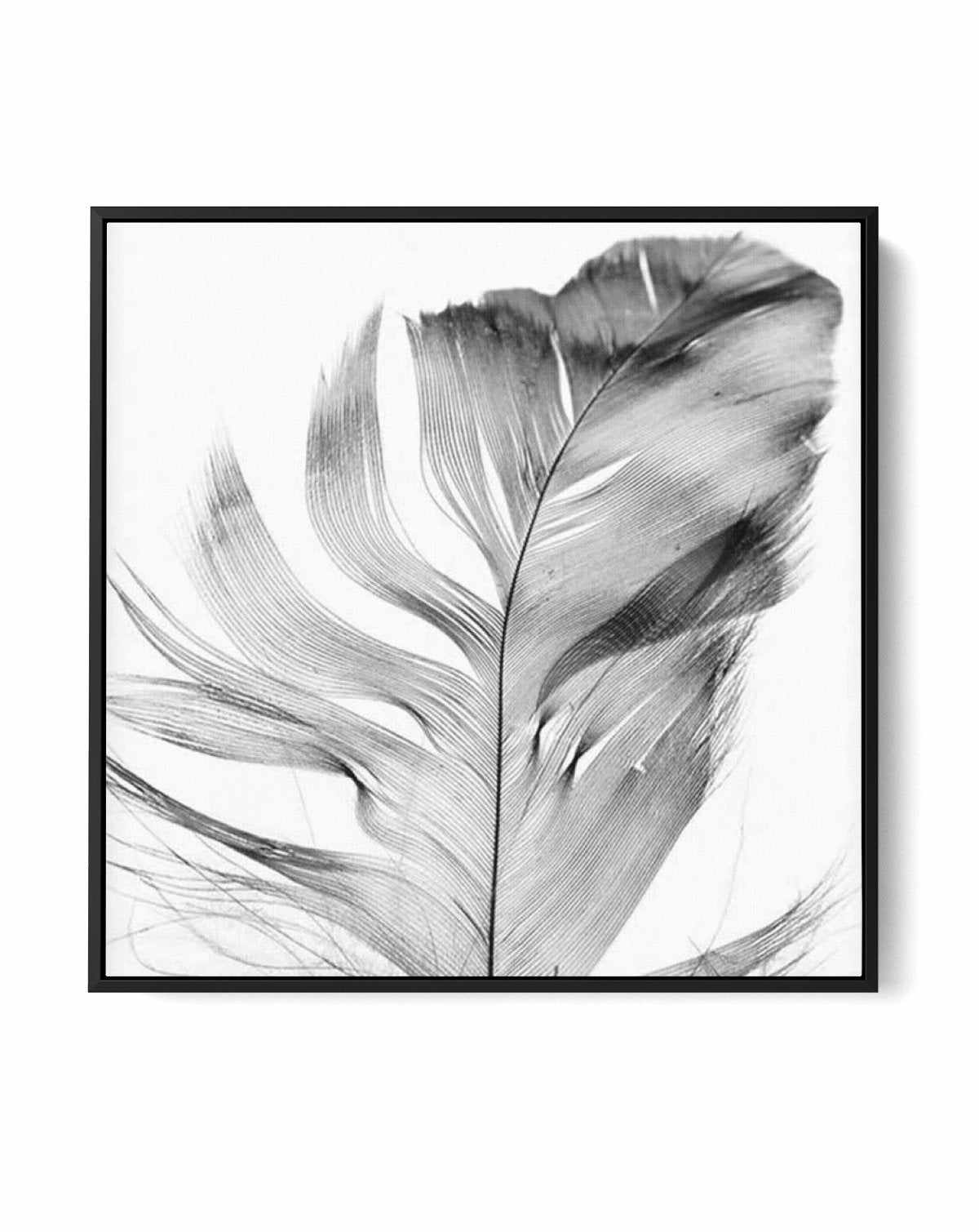 Feather Grey SQ | Framed Canvas-CANVAS-You can shop wall art online with Olive et Oriel for everything from abstract art to fun kids wall art. Our beautiful modern art prints and canvas art are available from large canvas prints to wall art paintings and our proudly Australian artwork collection offers only the highest quality framed large wall art and canvas art Australia - You can buy fashion photography prints or Hampton print posters and paintings on canvas from Olive et Oriel and have them 