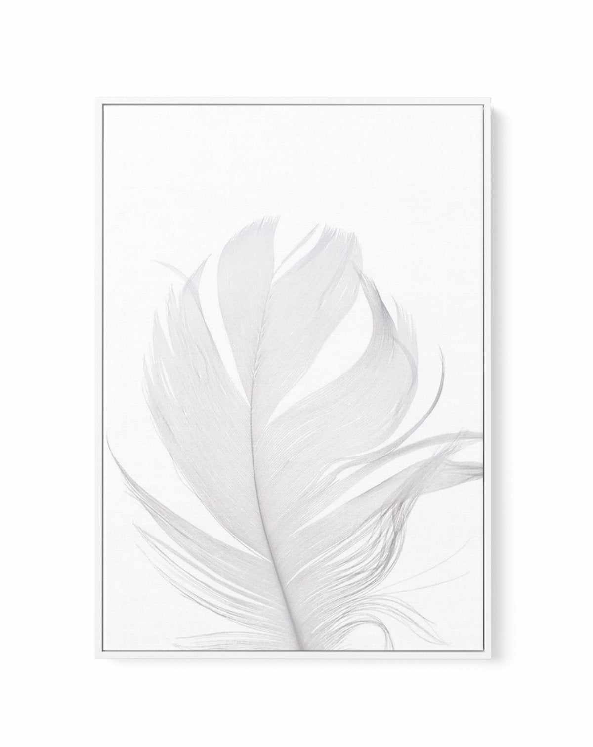 Feather II | White | Framed Canvas-CANVAS-You can shop wall art online with Olive et Oriel for everything from abstract art to fun kids wall art. Our beautiful modern art prints and canvas art are available from large canvas prints to wall art paintings and our proudly Australian artwork collection offers only the highest quality framed large wall art and canvas art Australia - You can buy fashion photography prints or Hampton print posters and paintings on canvas from Olive et Oriel and have th