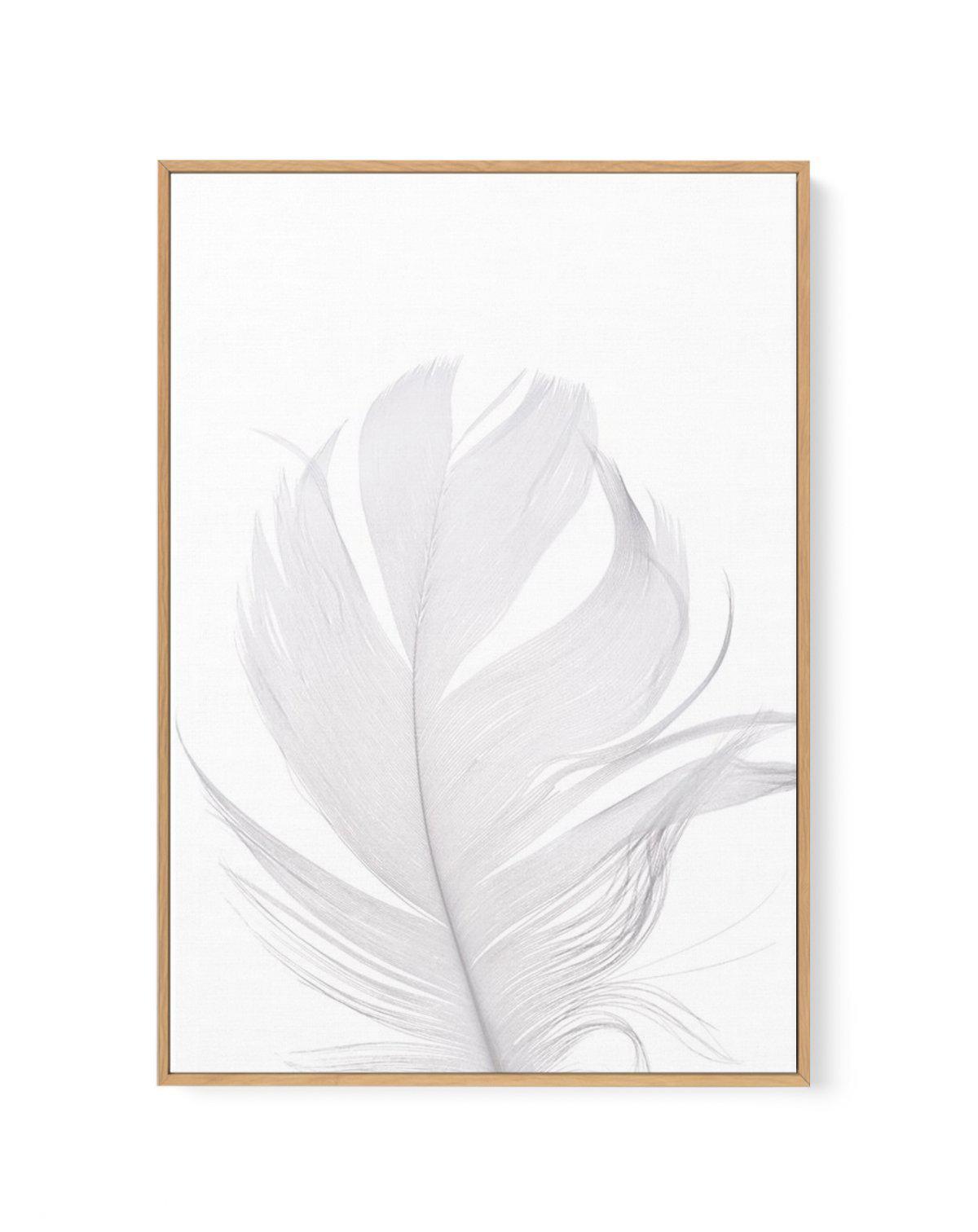 Feather II | White | Framed Canvas-CANVAS-You can shop wall art online with Olive et Oriel for everything from abstract art to fun kids wall art. Our beautiful modern art prints and canvas art are available from large canvas prints to wall art paintings and our proudly Australian artwork collection offers only the highest quality framed large wall art and canvas art Australia - You can buy fashion photography prints or Hampton print posters and paintings on canvas from Olive et Oriel and have th