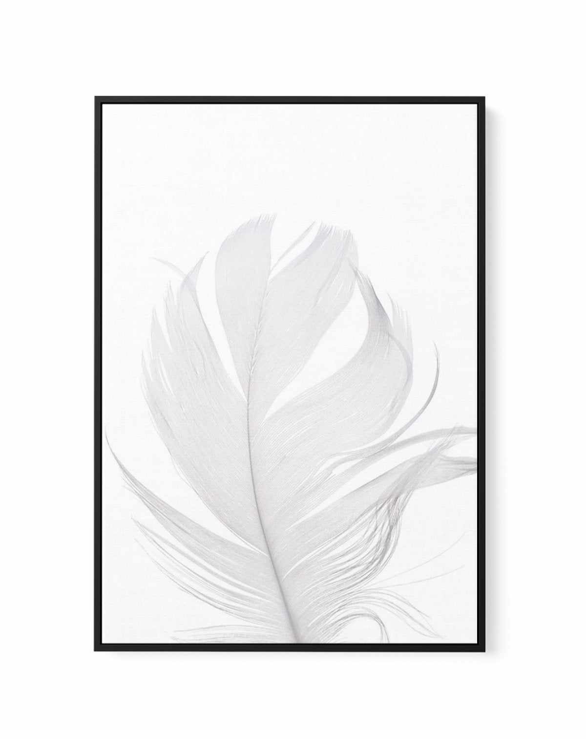 Feather II | White | Framed Canvas-CANVAS-You can shop wall art online with Olive et Oriel for everything from abstract art to fun kids wall art. Our beautiful modern art prints and canvas art are available from large canvas prints to wall art paintings and our proudly Australian artwork collection offers only the highest quality framed large wall art and canvas art Australia - You can buy fashion photography prints or Hampton print posters and paintings on canvas from Olive et Oriel and have th