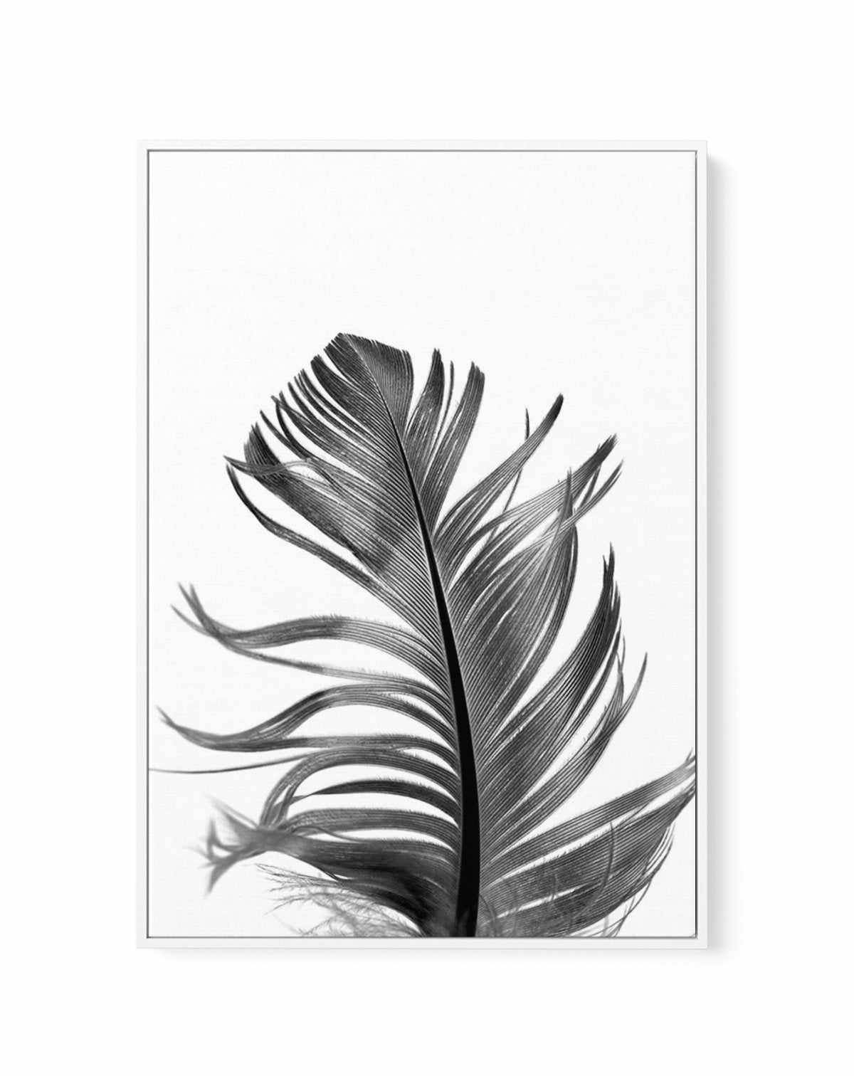 Feather III | Black | Framed Canvas-CANVAS-You can shop wall art online with Olive et Oriel for everything from abstract art to fun kids wall art. Our beautiful modern art prints and canvas art are available from large canvas prints to wall art paintings and our proudly Australian artwork collection offers only the highest quality framed large wall art and canvas art Australia - You can buy fashion photography prints or Hampton print posters and paintings on canvas from Olive et Oriel and have t