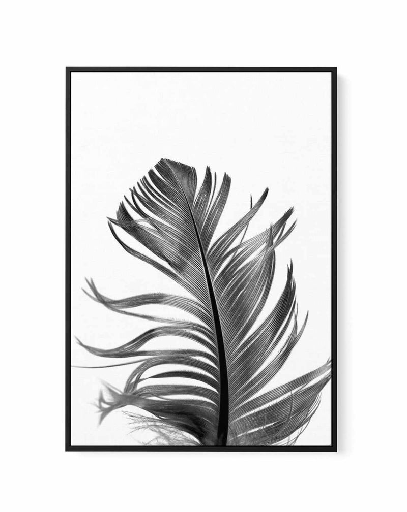 Feather III | Black | Framed Canvas-CANVAS-You can shop wall art online with Olive et Oriel for everything from abstract art to fun kids wall art. Our beautiful modern art prints and canvas art are available from large canvas prints to wall art paintings and our proudly Australian artwork collection offers only the highest quality framed large wall art and canvas art Australia - You can buy fashion photography prints or Hampton print posters and paintings on canvas from Olive et Oriel and have t