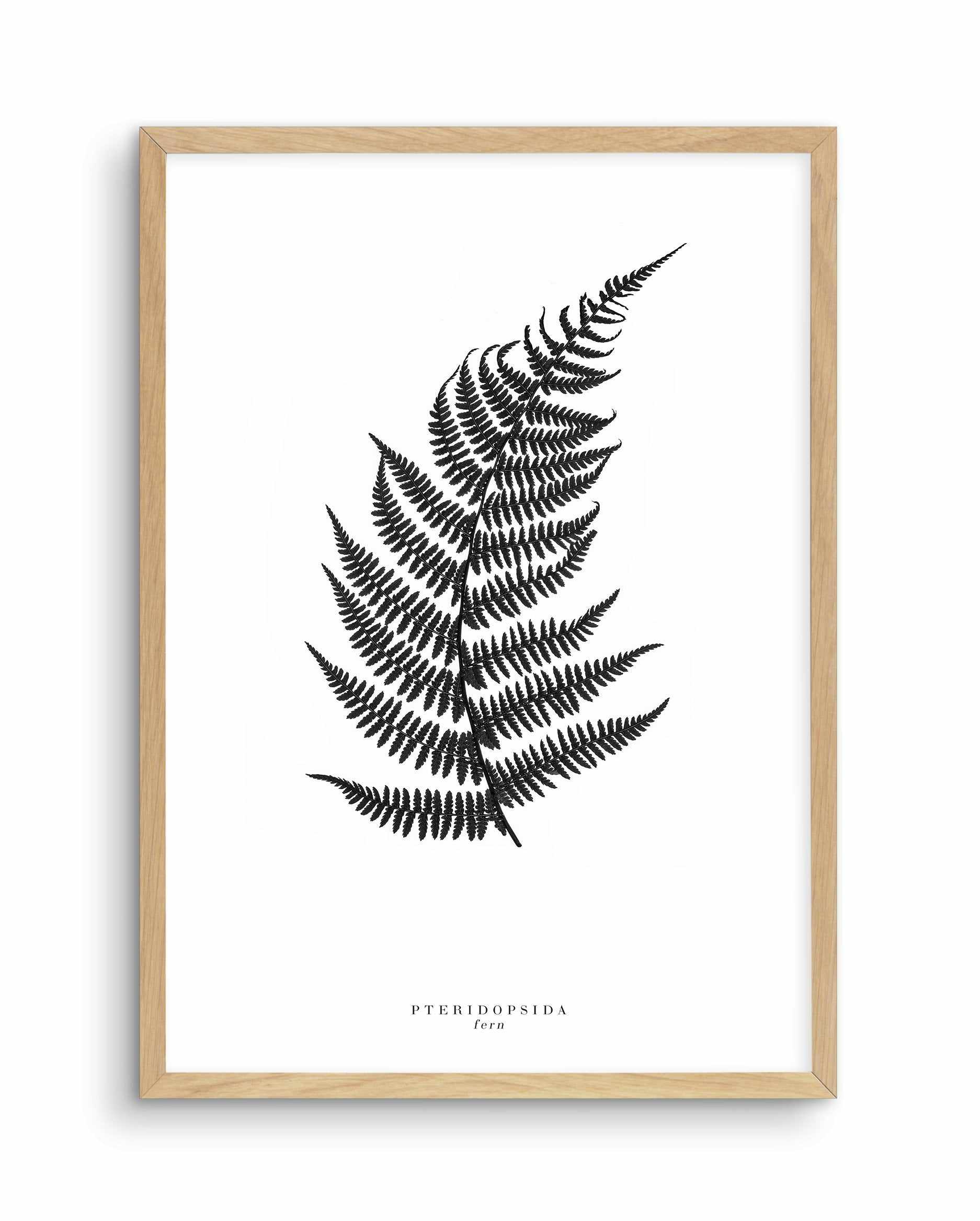 Fern Art Print-PRINT-Olive et Oriel-Olive et Oriel-A5 | 5.8" x 8.3" | 14.8 x 21cm-Oak-With White Border-Buy-Australian-Art-Prints-Online-with-Olive-et-Oriel-Your-Artwork-Specialists-Austrailia-Decorate-With-Coastal-Photo-Wall-Art-Prints-From-Our-Beach-House-Artwork-Collection-Fine-Poster-and-Framed-Artwork