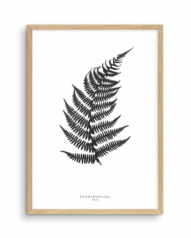 Fern Art Print-PRINT-Olive et Oriel-Olive et Oriel-A5 | 5.8" x 8.3" | 14.8 x 21cm-Oak-With White Border-Buy-Australian-Art-Prints-Online-with-Olive-et-Oriel-Your-Artwork-Specialists-Austrailia-Decorate-With-Coastal-Photo-Wall-Art-Prints-From-Our-Beach-House-Artwork-Collection-Fine-Poster-and-Framed-Artwork