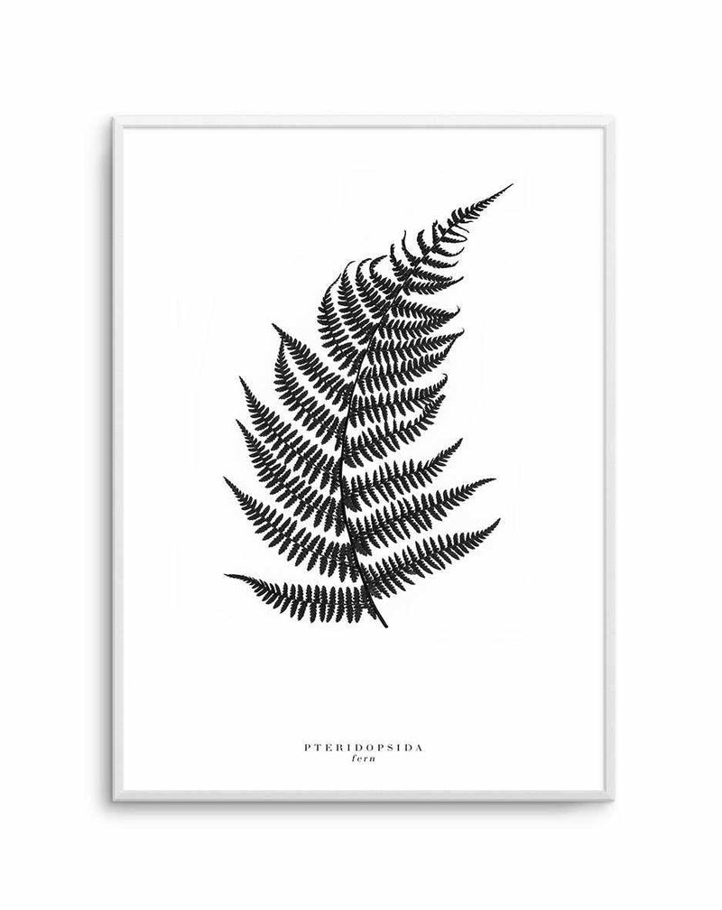 Fern Art Print-PRINT-Olive et Oriel-Olive et Oriel-A5 | 5.8" x 8.3" | 14.8 x 21cm-Unframed Art Print-With White Border-Buy-Australian-Art-Prints-Online-with-Olive-et-Oriel-Your-Artwork-Specialists-Austrailia-Decorate-With-Coastal-Photo-Wall-Art-Prints-From-Our-Beach-House-Artwork-Collection-Fine-Poster-and-Framed-Artwork
