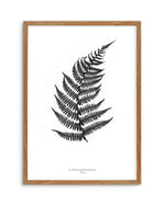 Fern Art Print-PRINT-Olive et Oriel-Olive et Oriel-50x70 cm | 19.6" x 27.5"-Walnut-With White Border-Buy-Australian-Art-Prints-Online-with-Olive-et-Oriel-Your-Artwork-Specialists-Austrailia-Decorate-With-Coastal-Photo-Wall-Art-Prints-From-Our-Beach-House-Artwork-Collection-Fine-Poster-and-Framed-Artwork