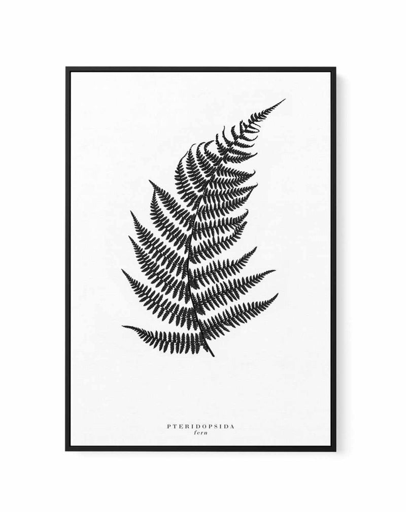 Fern | Framed Canvas-CANVAS-You can shop wall art online with Olive et Oriel for everything from abstract art to fun kids wall art. Our beautiful modern art prints and canvas art are available from large canvas prints to wall art paintings and our proudly Australian artwork collection offers only the highest quality framed large wall art and canvas art Australia - You can buy fashion photography prints or Hampton print posters and paintings on canvas from Olive et Oriel and have them delivered t