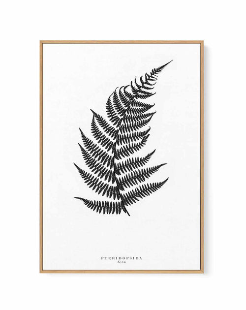 Fern | Framed Canvas-CANVAS-You can shop wall art online with Olive et Oriel for everything from abstract art to fun kids wall art. Our beautiful modern art prints and canvas art are available from large canvas prints to wall art paintings and our proudly Australian artwork collection offers only the highest quality framed large wall art and canvas art Australia - You can buy fashion photography prints or Hampton print posters and paintings on canvas from Olive et Oriel and have them delivered t