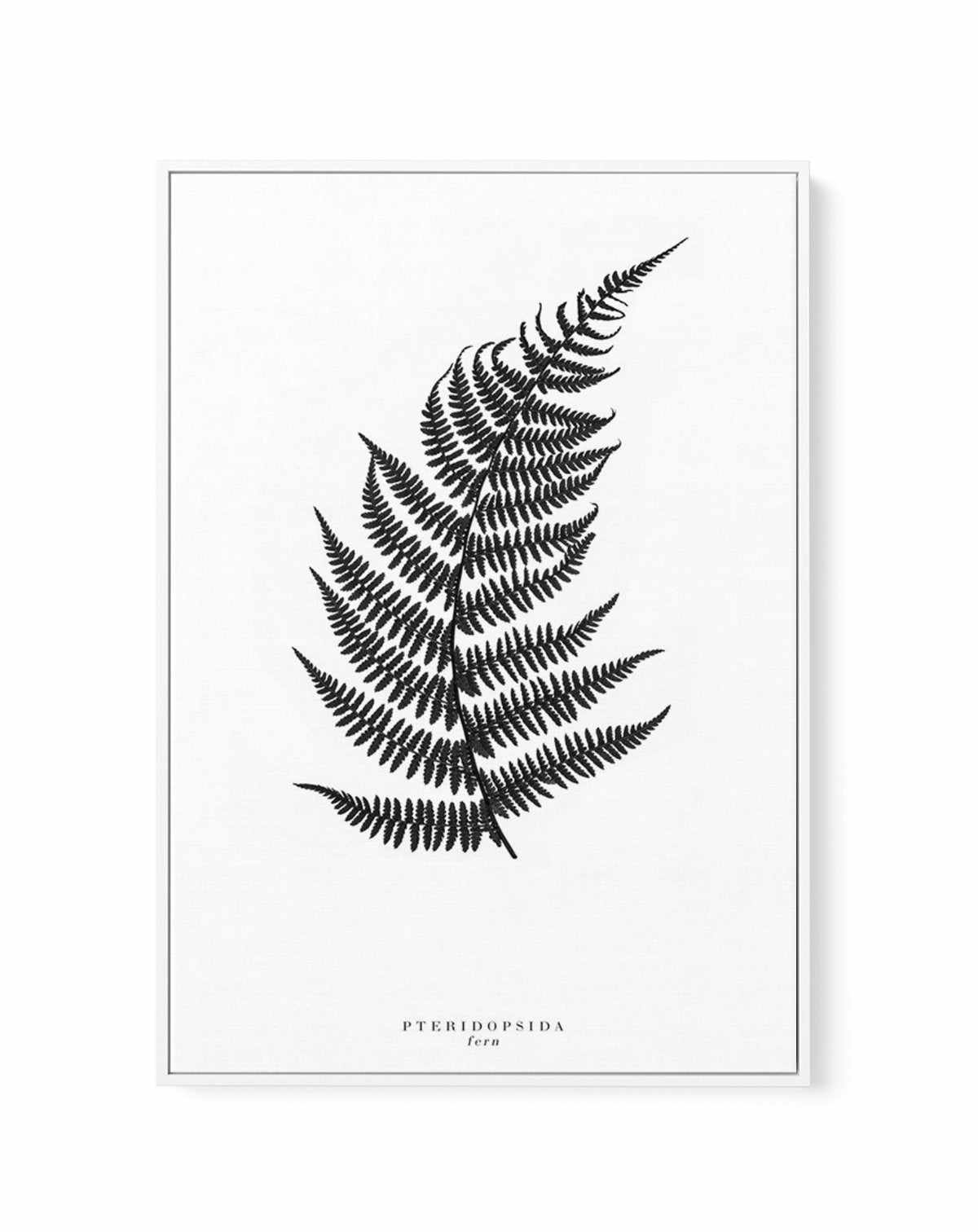 Fern | Framed Canvas-CANVAS-You can shop wall art online with Olive et Oriel for everything from abstract art to fun kids wall art. Our beautiful modern art prints and canvas art are available from large canvas prints to wall art paintings and our proudly Australian artwork collection offers only the highest quality framed large wall art and canvas art Australia - You can buy fashion photography prints or Hampton print posters and paintings on canvas from Olive et Oriel and have them delivered t