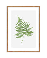 Fern on Grey I Art Print-PRINT-Olive et Oriel-Olive et Oriel-50x70 cm | 19.6" x 27.5"-Walnut-With White Border-Buy-Australian-Art-Prints-Online-with-Olive-et-Oriel-Your-Artwork-Specialists-Austrailia-Decorate-With-Coastal-Photo-Wall-Art-Prints-From-Our-Beach-House-Artwork-Collection-Fine-Poster-and-Framed-Artwork