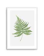 Fern on Grey I Art Print-PRINT-Olive et Oriel-Olive et Oriel-A4 | 8.3" x 11.7" | 21 x 29.7cm-Unframed Art Print-With White Border-Buy-Australian-Art-Prints-Online-with-Olive-et-Oriel-Your-Artwork-Specialists-Austrailia-Decorate-With-Coastal-Photo-Wall-Art-Prints-From-Our-Beach-House-Artwork-Collection-Fine-Poster-and-Framed-Artwork