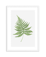 Fern on Grey I Art Print-PRINT-Olive et Oriel-Olive et Oriel-A4 | 8.3" x 11.7" | 21 x 29.7cm-White-With White Border-Buy-Australian-Art-Prints-Online-with-Olive-et-Oriel-Your-Artwork-Specialists-Austrailia-Decorate-With-Coastal-Photo-Wall-Art-Prints-From-Our-Beach-House-Artwork-Collection-Fine-Poster-and-Framed-Artwork