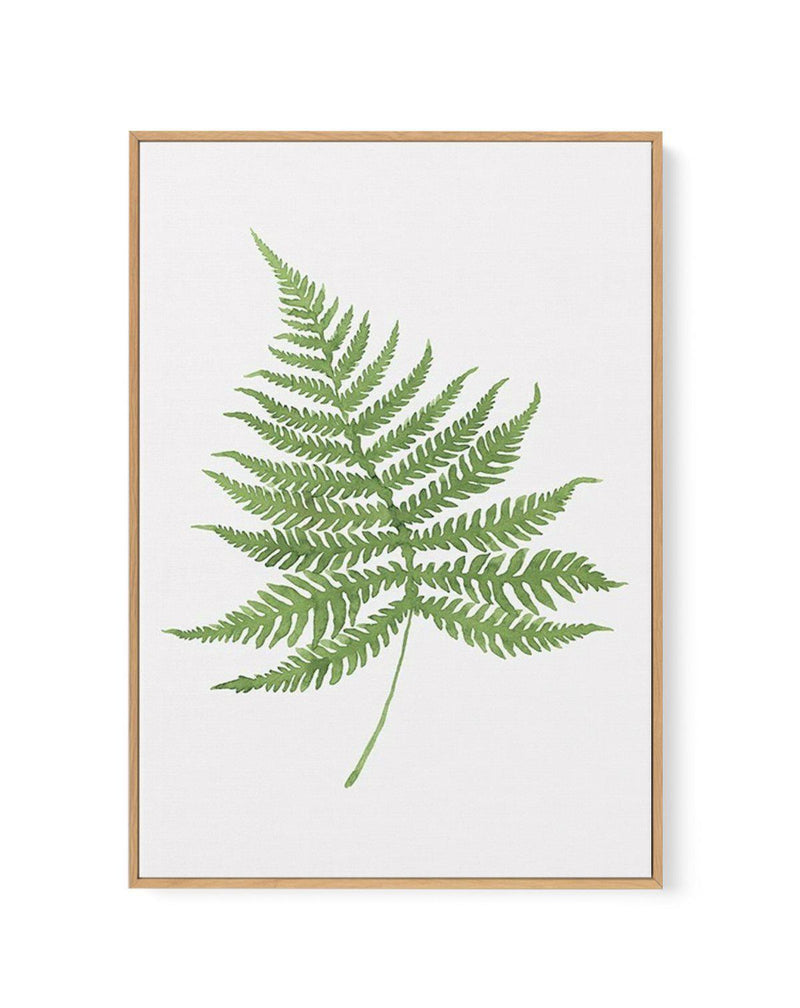 Fern on Grey I | Framed Canvas-CANVAS-You can shop wall art online with Olive et Oriel for everything from abstract art to fun kids wall art. Our beautiful modern art prints and canvas art are available from large canvas prints to wall art paintings and our proudly Australian artwork collection offers only the highest quality framed large wall art and canvas art Australia - You can buy fashion photography prints or Hampton print posters and paintings on canvas from Olive et Oriel and have them d