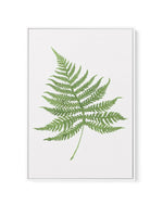 Fern on Grey I | Framed Canvas-CANVAS-You can shop wall art online with Olive et Oriel for everything from abstract art to fun kids wall art. Our beautiful modern art prints and canvas art are available from large canvas prints to wall art paintings and our proudly Australian artwork collection offers only the highest quality framed large wall art and canvas art Australia - You can buy fashion photography prints or Hampton print posters and paintings on canvas from Olive et Oriel and have them d