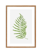 Fern on Grey II Art Print-PRINT-Olive et Oriel-Olive et Oriel-50x70 cm | 19.6" x 27.5"-Walnut-With White Border-Buy-Australian-Art-Prints-Online-with-Olive-et-Oriel-Your-Artwork-Specialists-Austrailia-Decorate-With-Coastal-Photo-Wall-Art-Prints-From-Our-Beach-House-Artwork-Collection-Fine-Poster-and-Framed-Artwork