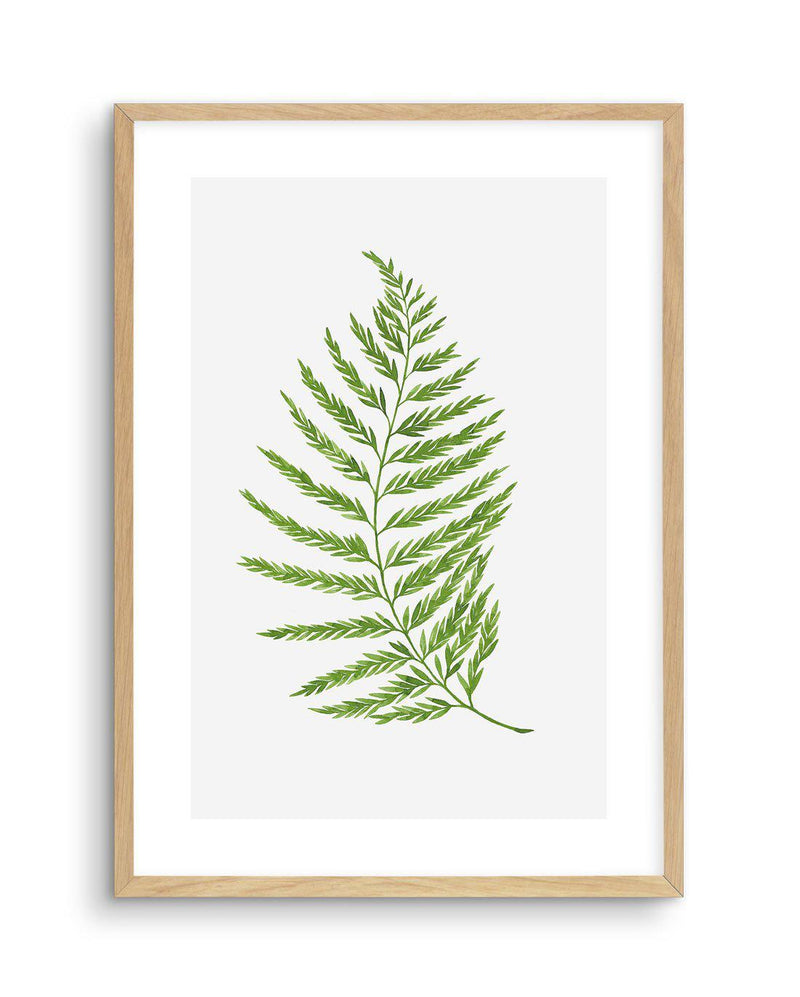 Fern on Grey II Art Print-PRINT-Olive et Oriel-Olive et Oriel-A4 | 8.3" x 11.7" | 21 x 29.7cm-Oak-With White Border-Buy-Australian-Art-Prints-Online-with-Olive-et-Oriel-Your-Artwork-Specialists-Austrailia-Decorate-With-Coastal-Photo-Wall-Art-Prints-From-Our-Beach-House-Artwork-Collection-Fine-Poster-and-Framed-Artwork