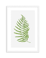 Fern on Grey II Art Print-PRINT-Olive et Oriel-Olive et Oriel-A4 | 8.3" x 11.7" | 21 x 29.7cm-White-With White Border-Buy-Australian-Art-Prints-Online-with-Olive-et-Oriel-Your-Artwork-Specialists-Austrailia-Decorate-With-Coastal-Photo-Wall-Art-Prints-From-Our-Beach-House-Artwork-Collection-Fine-Poster-and-Framed-Artwork