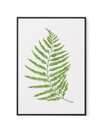 Fern on Grey II | Framed Canvas-CANVAS-You can shop wall art online with Olive et Oriel for everything from abstract art to fun kids wall art. Our beautiful modern art prints and canvas art are available from large canvas prints to wall art paintings and our proudly Australian artwork collection offers only the highest quality framed large wall art and canvas art Australia - You can buy fashion photography prints or Hampton print posters and paintings on canvas from Olive et Oriel and have them 