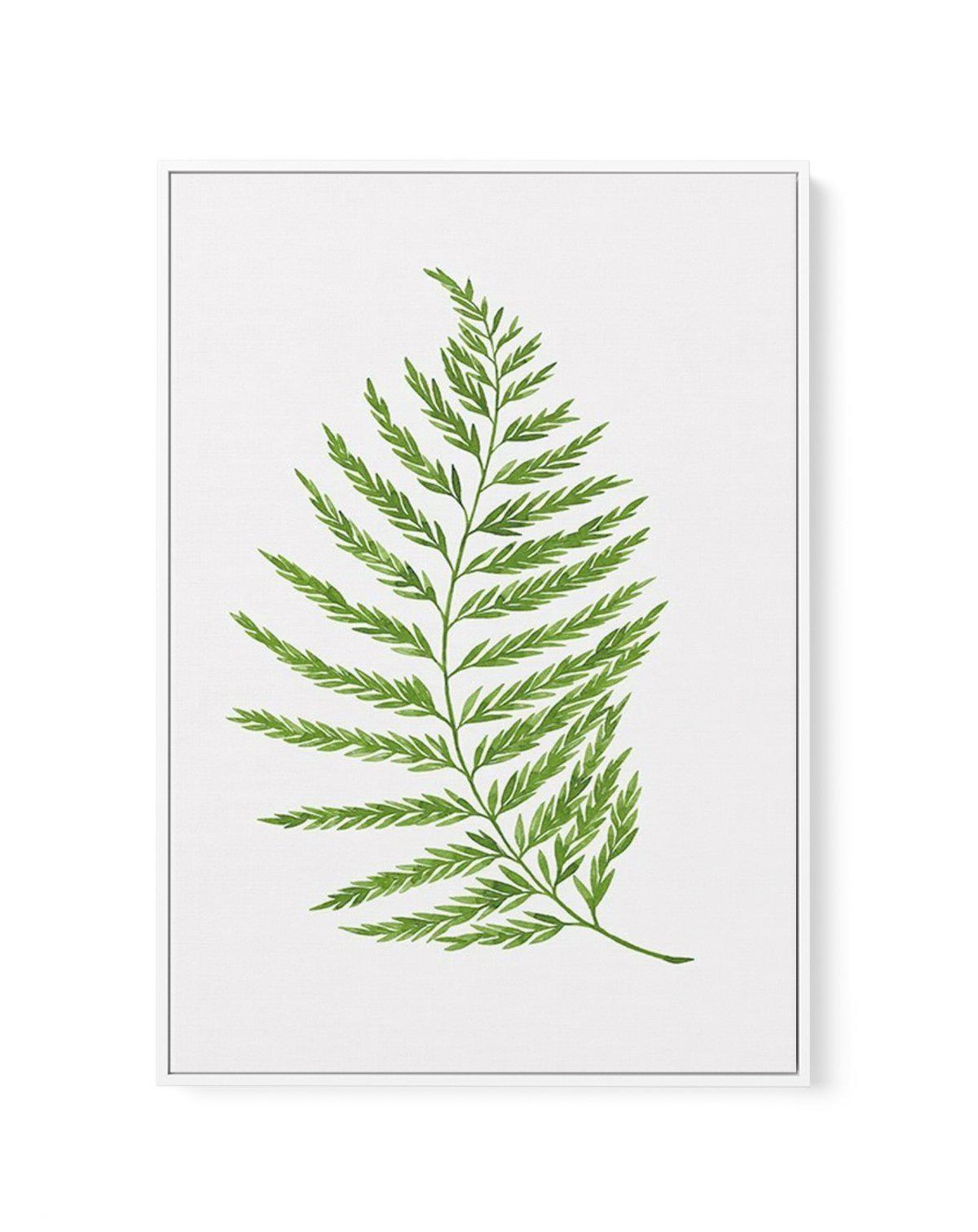 Fern on Grey II | Framed Canvas-CANVAS-You can shop wall art online with Olive et Oriel for everything from abstract art to fun kids wall art. Our beautiful modern art prints and canvas art are available from large canvas prints to wall art paintings and our proudly Australian artwork collection offers only the highest quality framed large wall art and canvas art Australia - You can buy fashion photography prints or Hampton print posters and paintings on canvas from Olive et Oriel and have them 