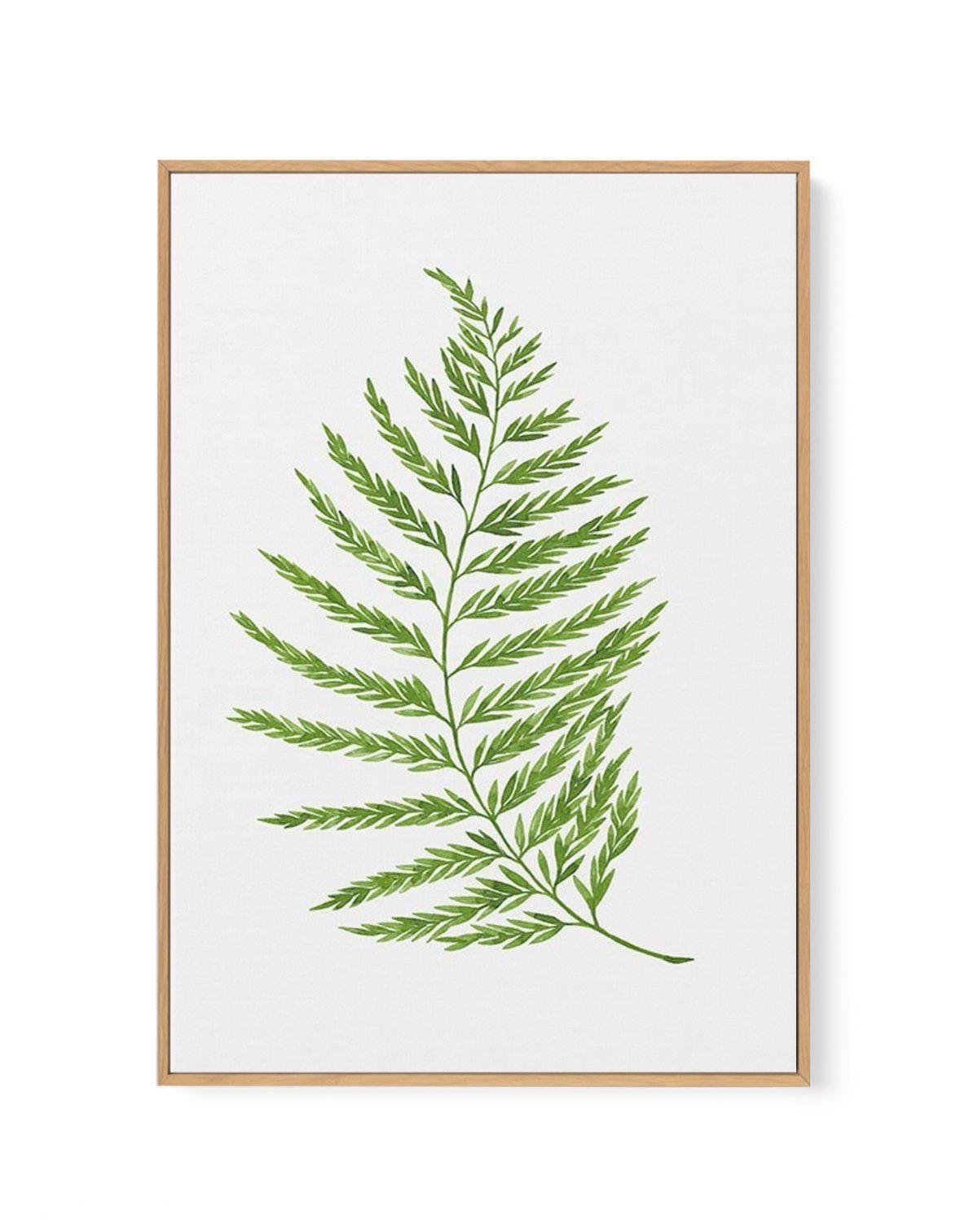 Fern on Grey II | Framed Canvas-CANVAS-You can shop wall art online with Olive et Oriel for everything from abstract art to fun kids wall art. Our beautiful modern art prints and canvas art are available from large canvas prints to wall art paintings and our proudly Australian artwork collection offers only the highest quality framed large wall art and canvas art Australia - You can buy fashion photography prints or Hampton print posters and paintings on canvas from Olive et Oriel and have them 