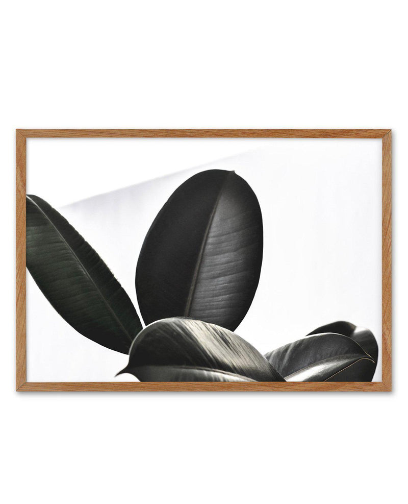 Ficus Elastica Art Print-PRINT-Olive et Oriel-Olive et Oriel-50x70 cm | 19.6" x 27.5"-Walnut-With White Border-Buy-Australian-Art-Prints-Online-with-Olive-et-Oriel-Your-Artwork-Specialists-Austrailia-Decorate-With-Coastal-Photo-Wall-Art-Prints-From-Our-Beach-House-Artwork-Collection-Fine-Poster-and-Framed-Artwork