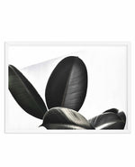 Ficus Elastica Art Print-PRINT-Olive et Oriel-Olive et Oriel-A4 | 8.3" x 11.7" | 21 x 29.7cm-White-With White Border-Buy-Australian-Art-Prints-Online-with-Olive-et-Oriel-Your-Artwork-Specialists-Austrailia-Decorate-With-Coastal-Photo-Wall-Art-Prints-From-Our-Beach-House-Artwork-Collection-Fine-Poster-and-Framed-Artwork