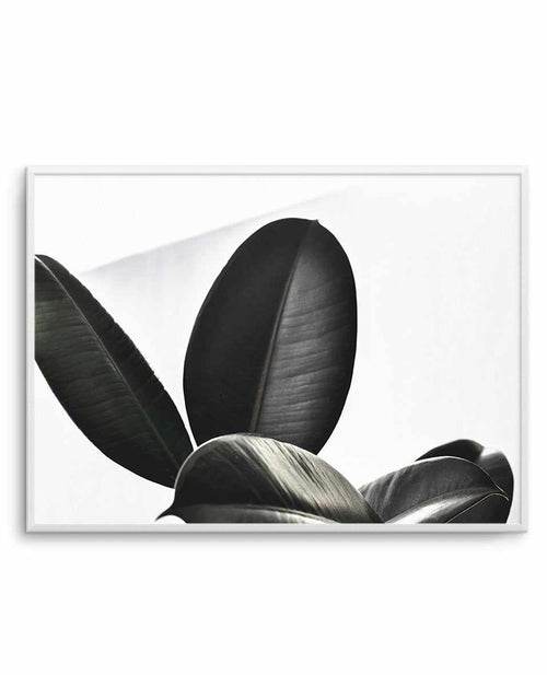 Ficus Elastica Art Print-PRINT-Olive et Oriel-Olive et Oriel-A4 | 8.3" x 11.7" | 21 x 29.7cm-Unframed Art Print-With White Border-Buy-Australian-Art-Prints-Online-with-Olive-et-Oriel-Your-Artwork-Specialists-Austrailia-Decorate-With-Coastal-Photo-Wall-Art-Prints-From-Our-Beach-House-Artwork-Collection-Fine-Poster-and-Framed-Artwork