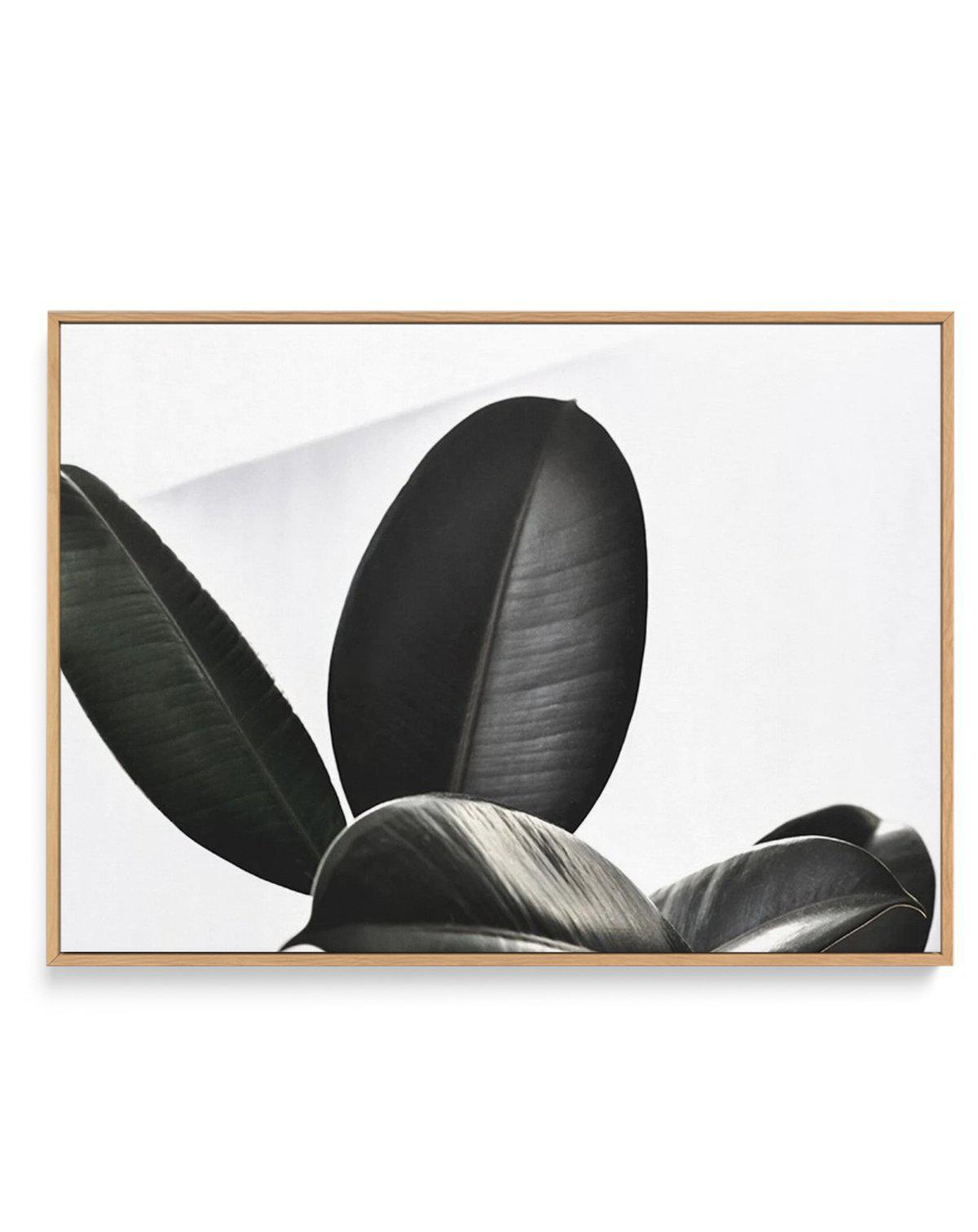 Ficus Elastica | Framed Canvas-CANVAS-You can shop wall art online with Olive et Oriel for everything from abstract art to fun kids wall art. Our beautiful modern art prints and canvas art are available from large canvas prints to wall art paintings and our proudly Australian artwork collection offers only the highest quality framed large wall art and canvas art Australia - You can buy fashion photography prints or Hampton print posters and paintings on canvas from Olive et Oriel and have them d