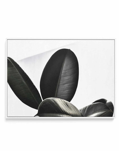 Ficus Elastica | Framed Canvas-CANVAS-You can shop wall art online with Olive et Oriel for everything from abstract art to fun kids wall art. Our beautiful modern art prints and canvas art are available from large canvas prints to wall art paintings and our proudly Australian artwork collection offers only the highest quality framed large wall art and canvas art Australia - You can buy fashion photography prints or Hampton print posters and paintings on canvas from Olive et Oriel and have them d