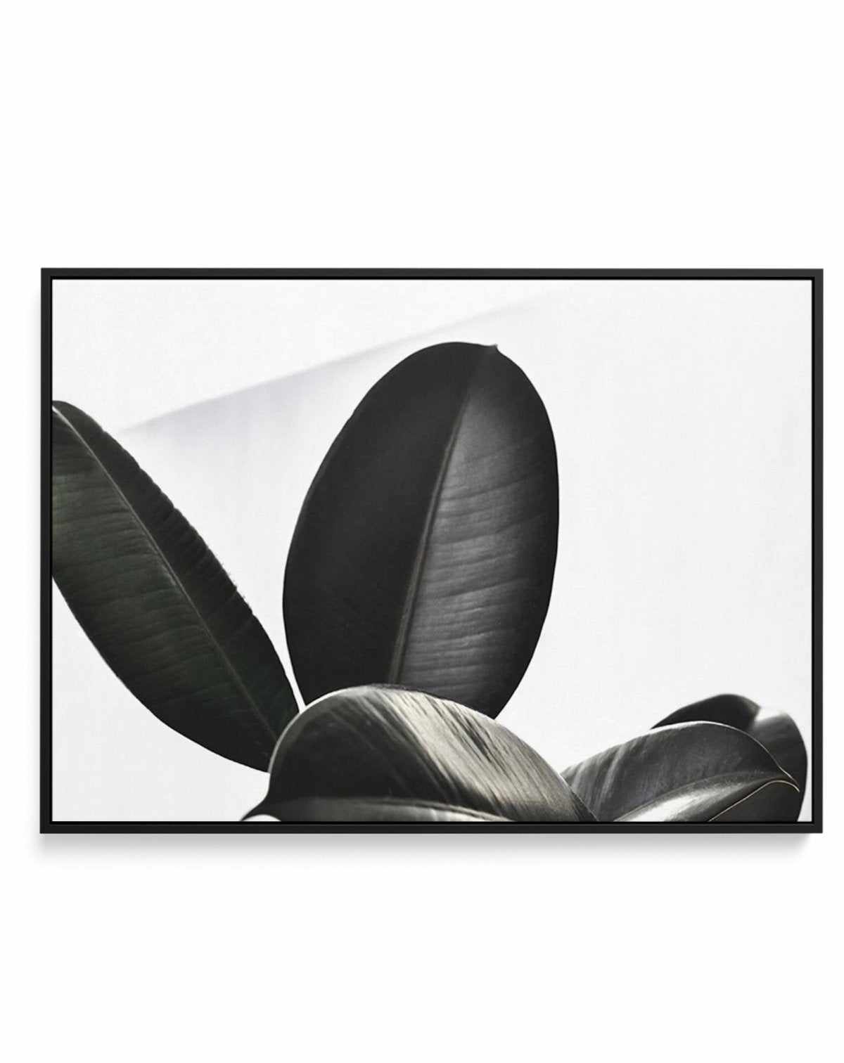 Ficus Elastica | Framed Canvas-CANVAS-You can shop wall art online with Olive et Oriel for everything from abstract art to fun kids wall art. Our beautiful modern art prints and canvas art are available from large canvas prints to wall art paintings and our proudly Australian artwork collection offers only the highest quality framed large wall art and canvas art Australia - You can buy fashion photography prints or Hampton print posters and paintings on canvas from Olive et Oriel and have them d