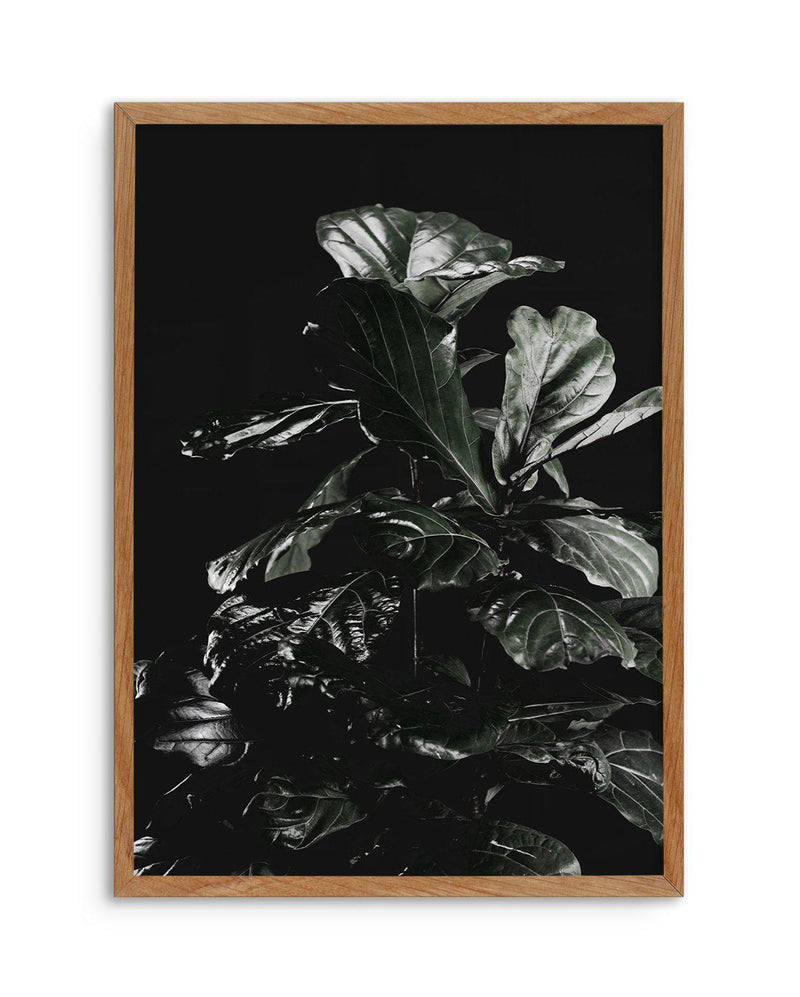 Fiddle Fig Black I Art Print-PRINT-Olive et Oriel-Olive et Oriel-50x70 cm | 19.6" x 27.5"-Walnut-With White Border-Buy-Australian-Art-Prints-Online-with-Olive-et-Oriel-Your-Artwork-Specialists-Austrailia-Decorate-With-Coastal-Photo-Wall-Art-Prints-From-Our-Beach-House-Artwork-Collection-Fine-Poster-and-Framed-Artwork