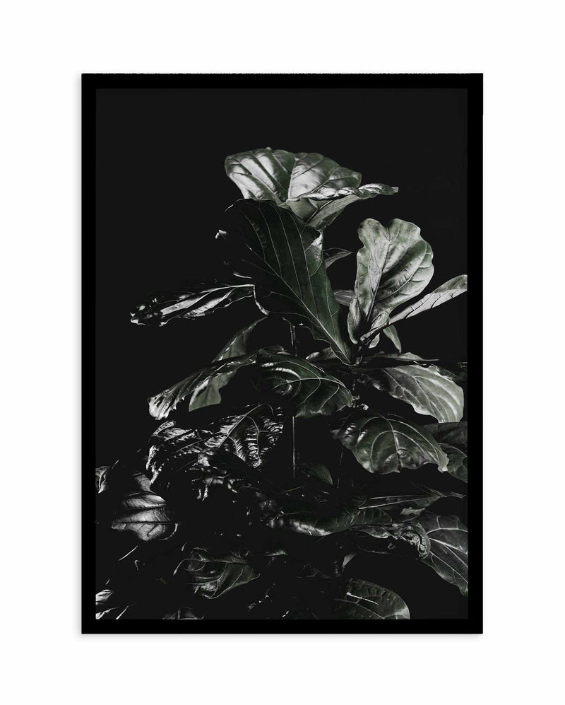 Fiddle Fig Black I Art Print-PRINT-Olive et Oriel-Olive et Oriel-A5 | 5.8" x 8.3" | 14.8 x 21cm-Black-With White Border-Buy-Australian-Art-Prints-Online-with-Olive-et-Oriel-Your-Artwork-Specialists-Austrailia-Decorate-With-Coastal-Photo-Wall-Art-Prints-From-Our-Beach-House-Artwork-Collection-Fine-Poster-and-Framed-Artwork