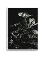 Fiddle Fig Black I Art Print-PRINT-Olive et Oriel-Olive et Oriel-A5 | 5.8" x 8.3" | 14.8 x 21cm-Unframed Art Print-With White Border-Buy-Australian-Art-Prints-Online-with-Olive-et-Oriel-Your-Artwork-Specialists-Austrailia-Decorate-With-Coastal-Photo-Wall-Art-Prints-From-Our-Beach-House-Artwork-Collection-Fine-Poster-and-Framed-Artwork