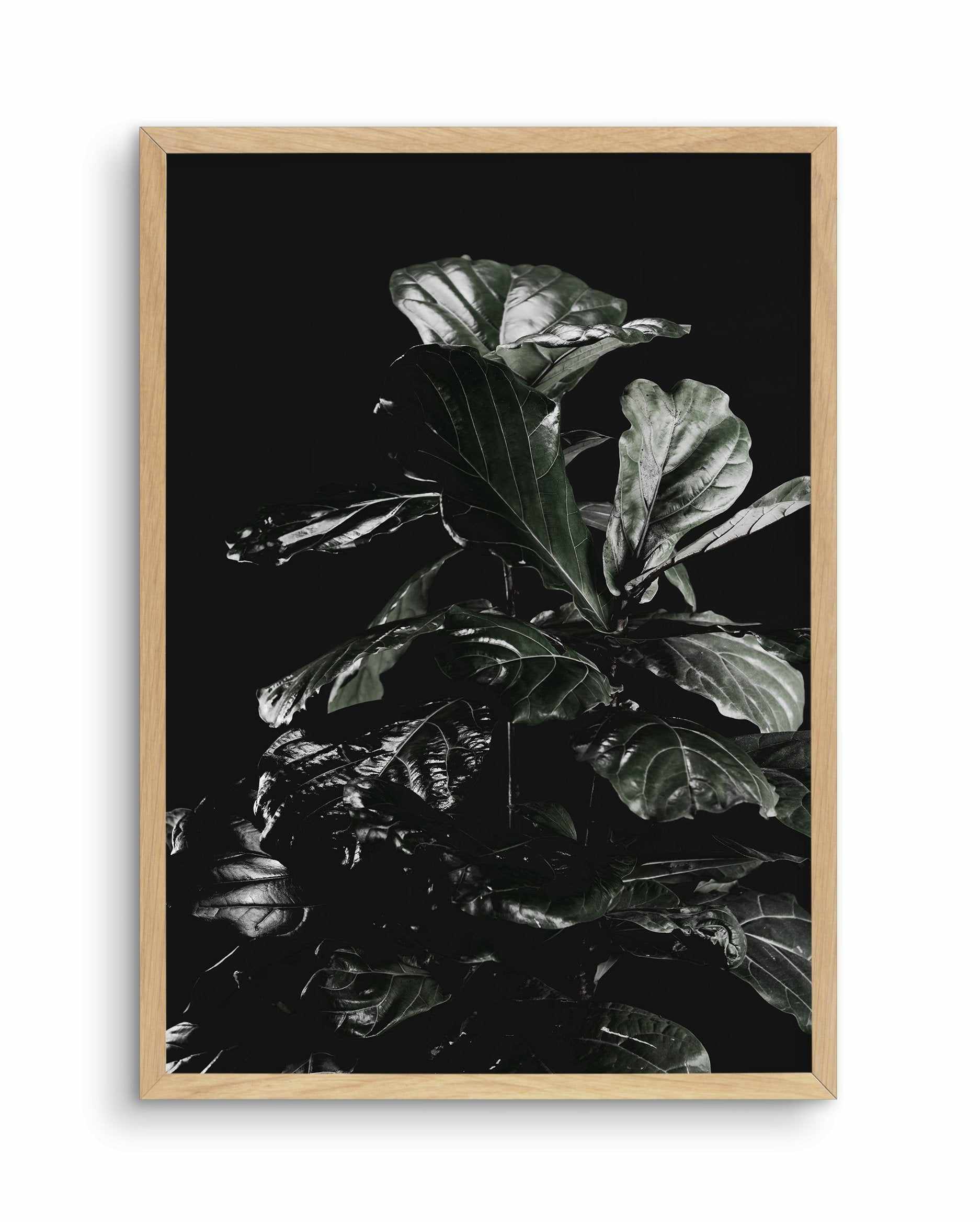 Fiddle Fig Black I Art Print-PRINT-Olive et Oriel-Olive et Oriel-A5 | 5.8" x 8.3" | 14.8 x 21cm-Oak-With White Border-Buy-Australian-Art-Prints-Online-with-Olive-et-Oriel-Your-Artwork-Specialists-Austrailia-Decorate-With-Coastal-Photo-Wall-Art-Prints-From-Our-Beach-House-Artwork-Collection-Fine-Poster-and-Framed-Artwork